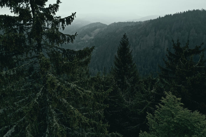 E-Scooter & Umwelt – 6 Gründe, warum sie eine grüne Alternative sind - WeRoll Tech