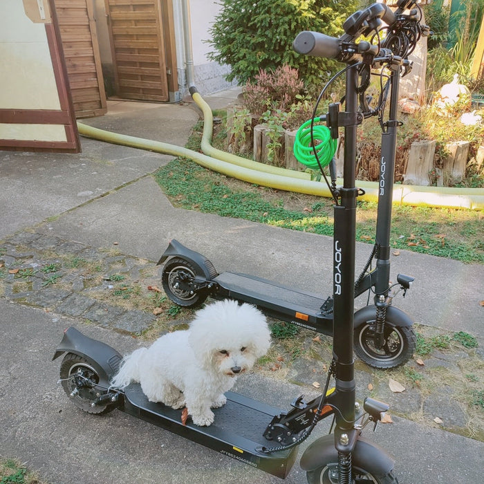 Ein kleiner weißer Hund sitzt auf einem Elektro-Scooter im Garten. Im Hintergrund steht ein weiterer Scooter.